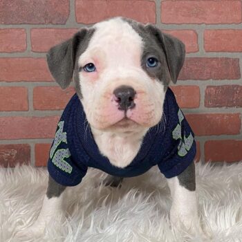 Pitbull puppy for sale near me