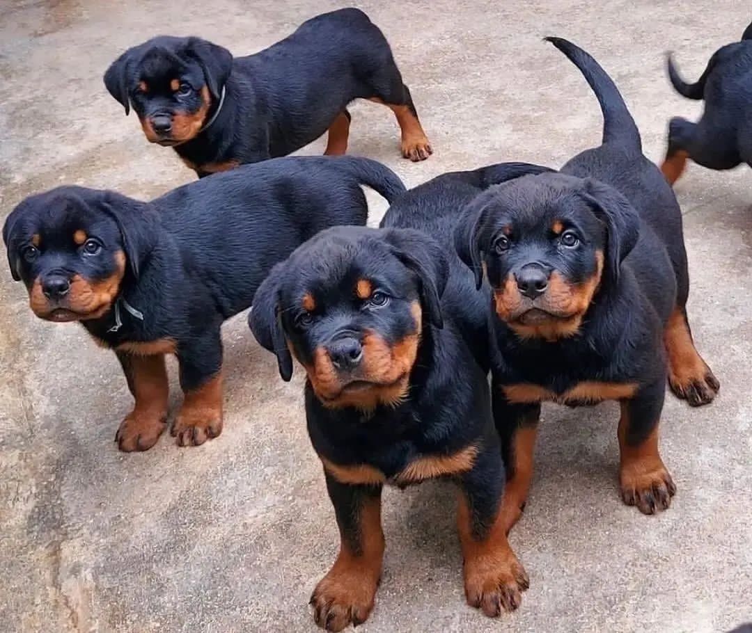Rottweiler puppy for sale near me