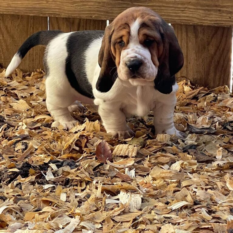 Bloodhound Puppies for Adoption – Bloodhound Puppy for Sale