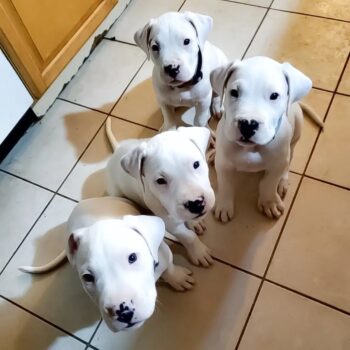 Dogo Argentina puppy for sale near me