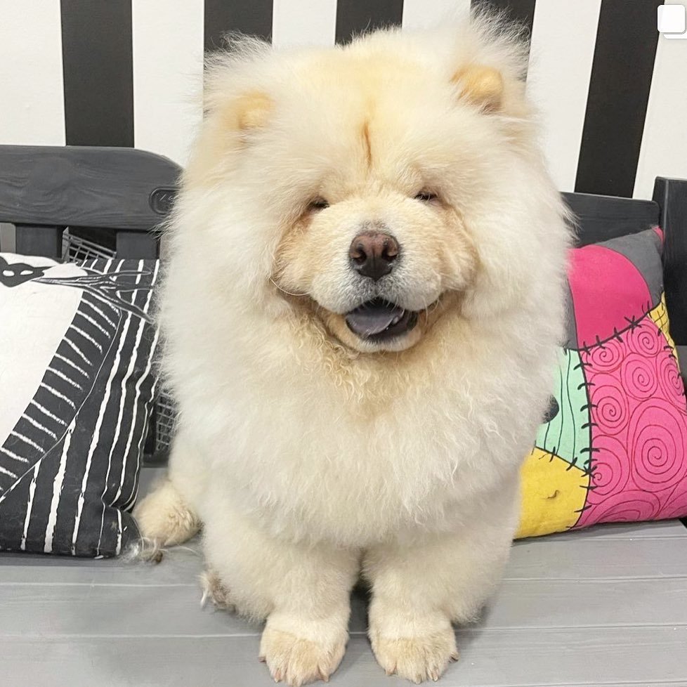 Chow Chow puppy for sale near me