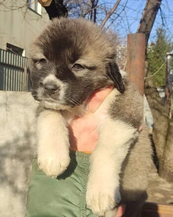 Caucasian Shepherd puppy for sale near me