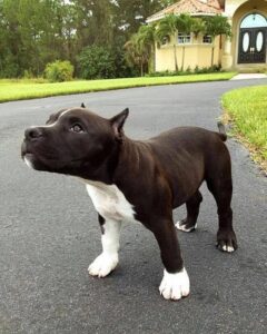 American Bully puppy for sale near me