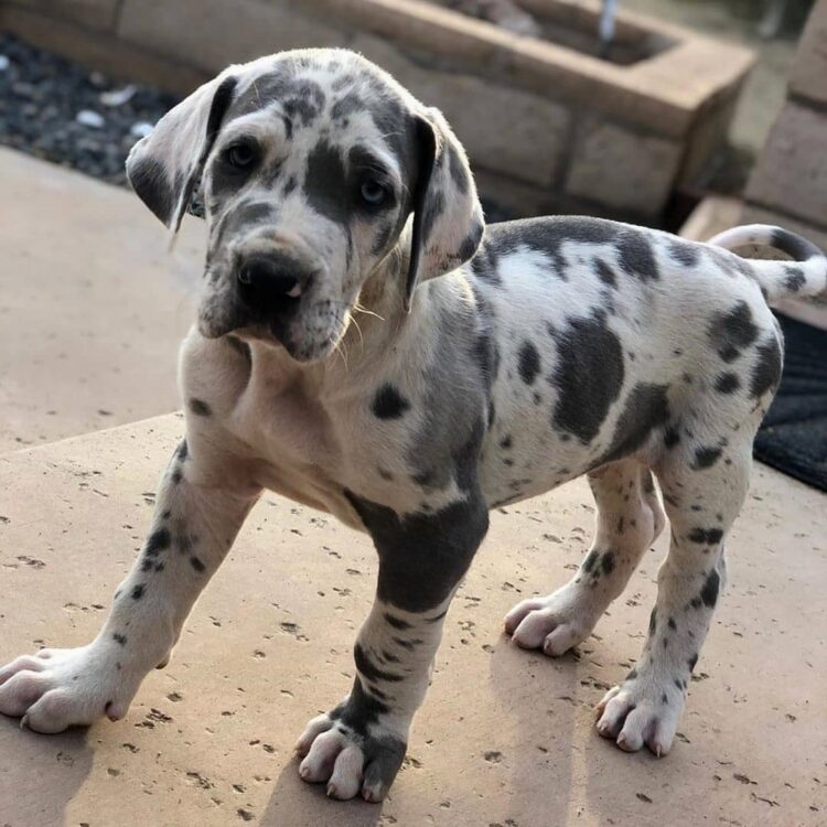 Great Dane puppy for sale near me