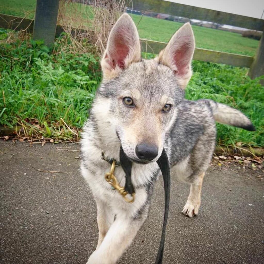 Czechoslovakian Vlcak Puppies for Sale Czechoslovakian Vlcak Wolf Dog