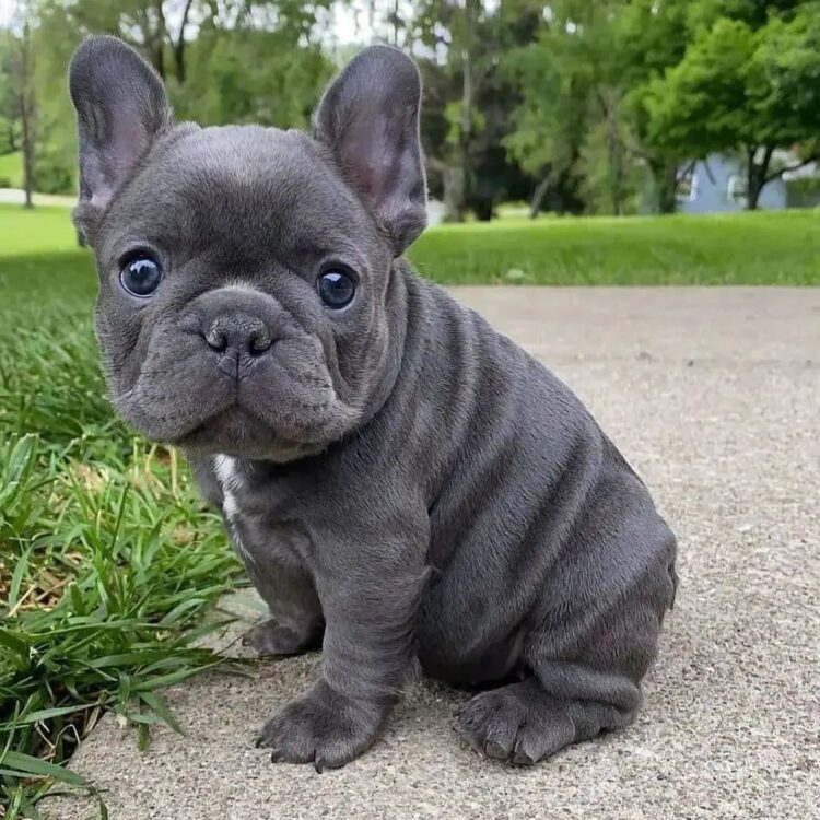 French Bull Dog puppy for sale near me