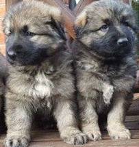 Caucasian Shepherd Puppies For Sale