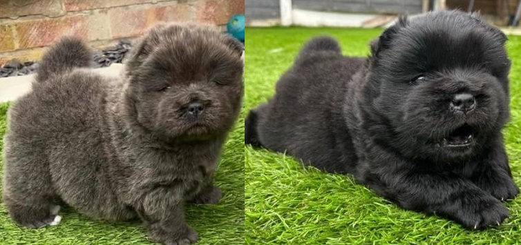Chow Chow Puppies For Sale Near Me