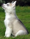 Czechoslovakian Wolf Dog Puppy