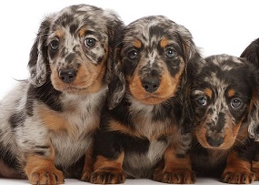 Dachshund Puppies For Sale Near Me