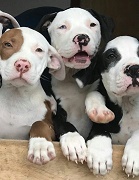 Pitbull Puppies For Sale Near Me