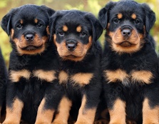 Rottweiler Puppies For Sale Near Me