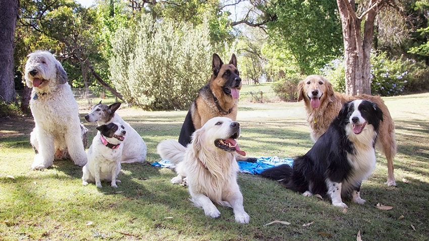 Australian Terrier puppies for sale