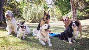 Treeing Walker Coonhound puppies for sale