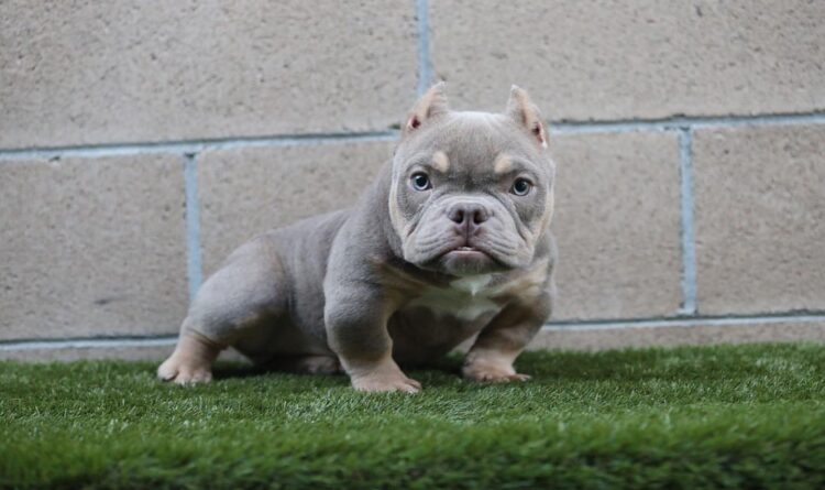 Exotic Bully puppy for sale near me