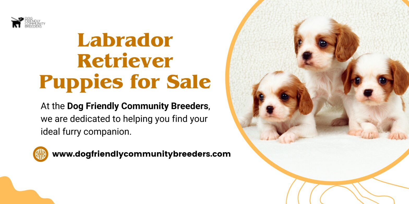 Labrador-Retriever-Puppies-for-Sale
