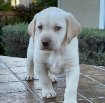 Labrador Retriever puppy for sale near me
