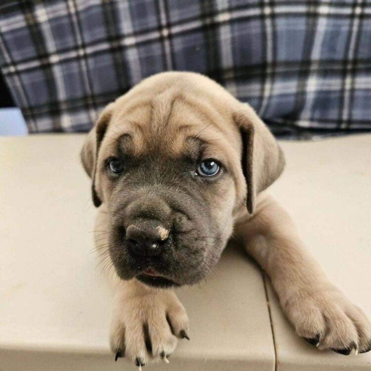 cane corso food calculator