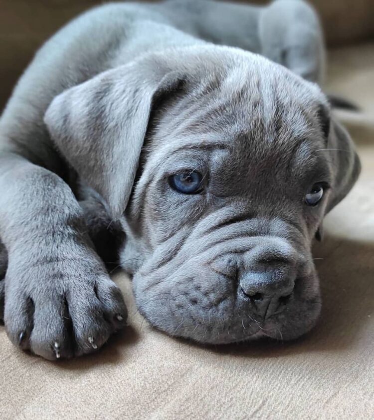 cane corso diet plan puppy