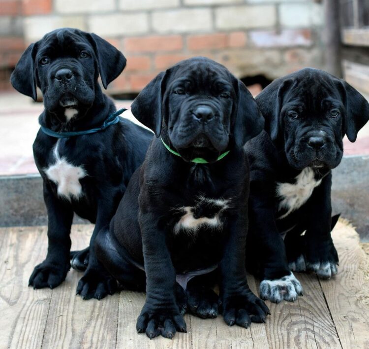 how many cups of food should i feed my cane corso puppy