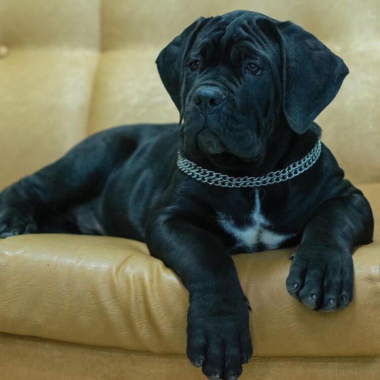 cane corso health