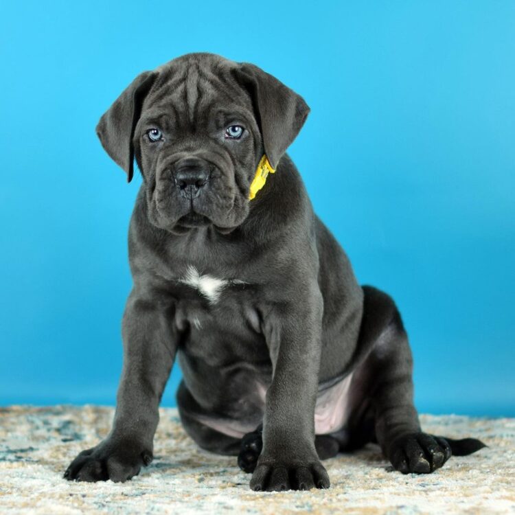 what is the best food for a cane corso