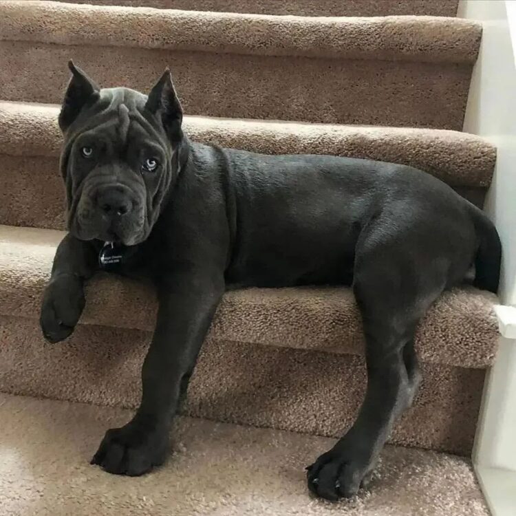 what is the best food for cane corso