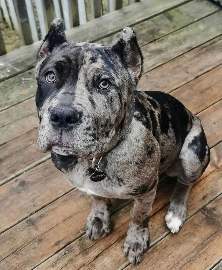 cane corso health issues