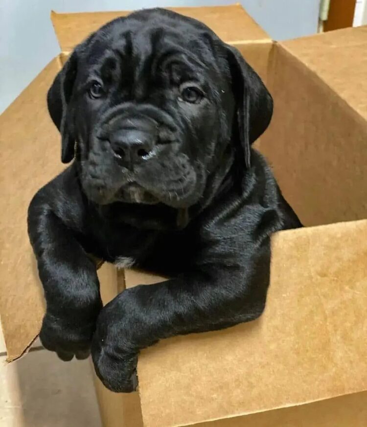 what is the best food for cane corso puppies