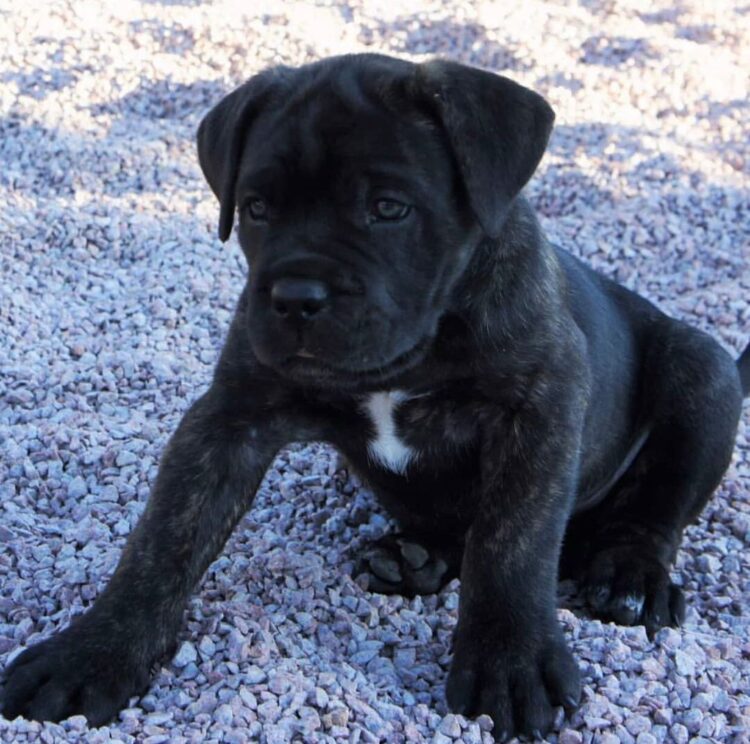 what is the best dog food for cane corso puppy