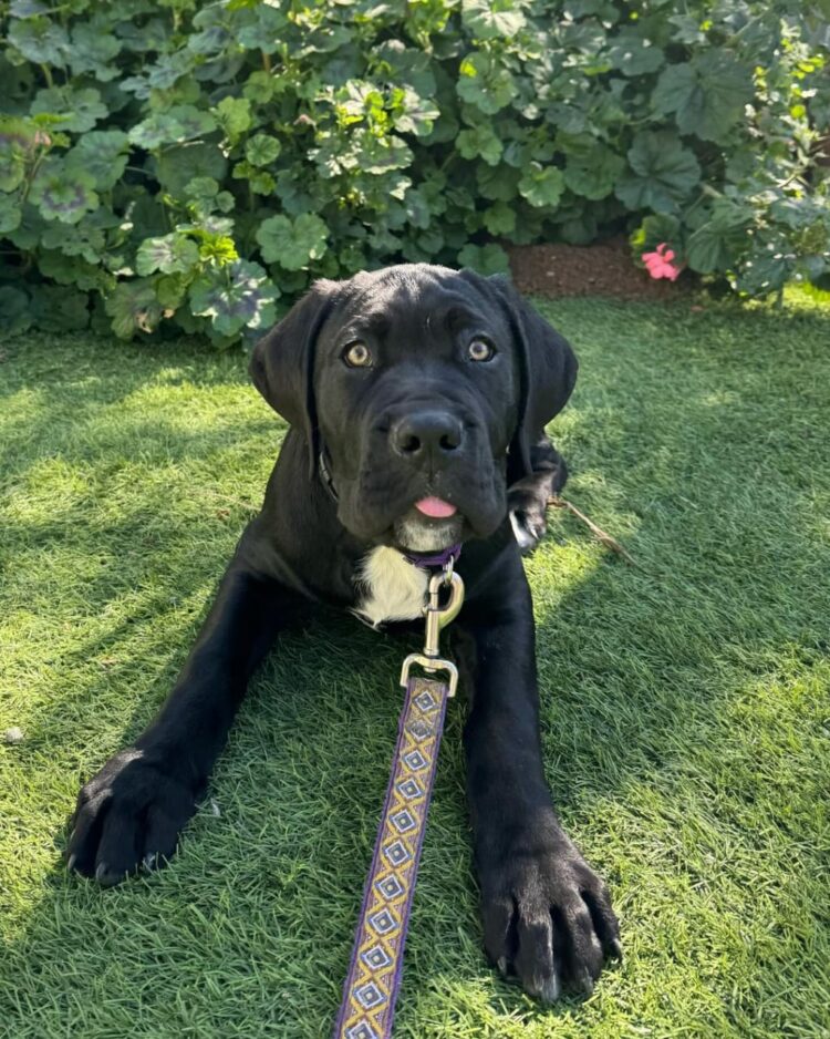 cane corso health testing