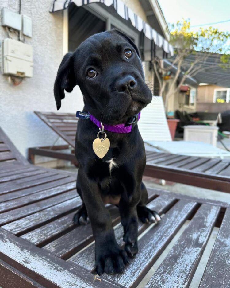 how many cups of food should a cane corso eat