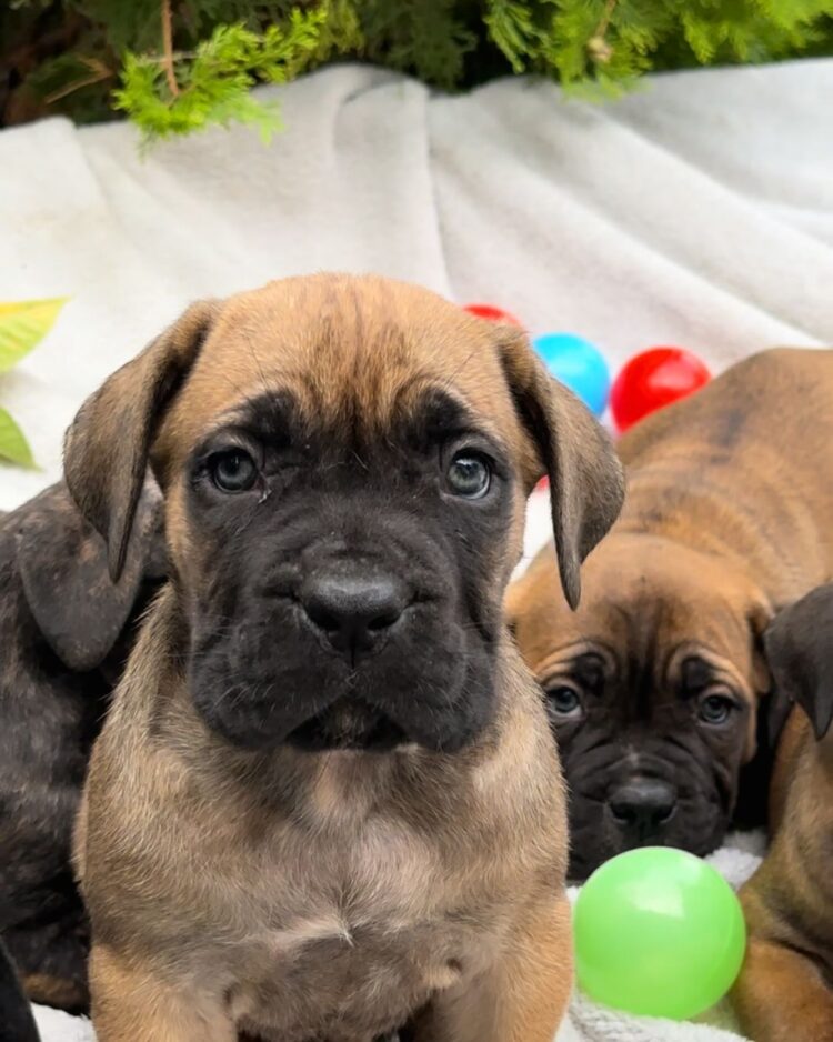 what dog food to feed a cane corso