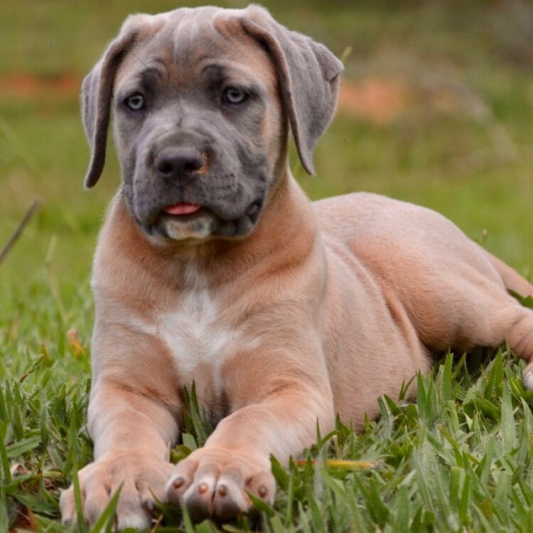 how much food should a cane corso puppy eat