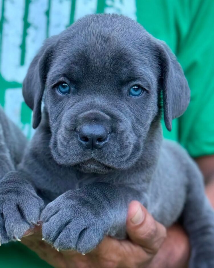 how much raw food to feed a cane corso