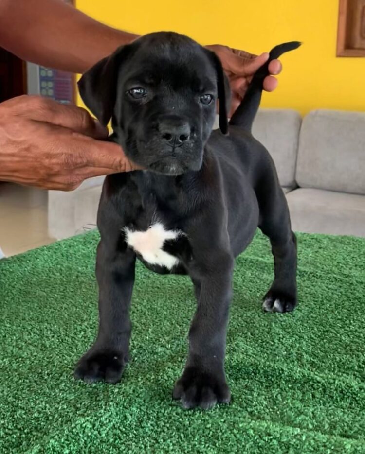 how much food should a cane corso eat