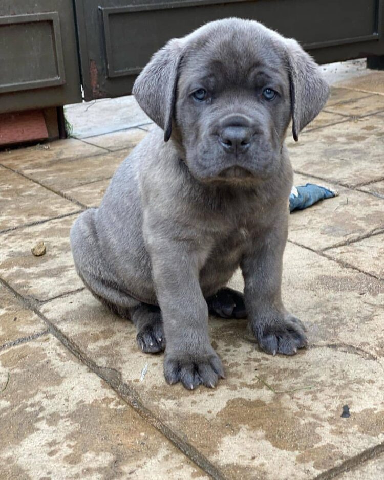 what food is good for cane corso