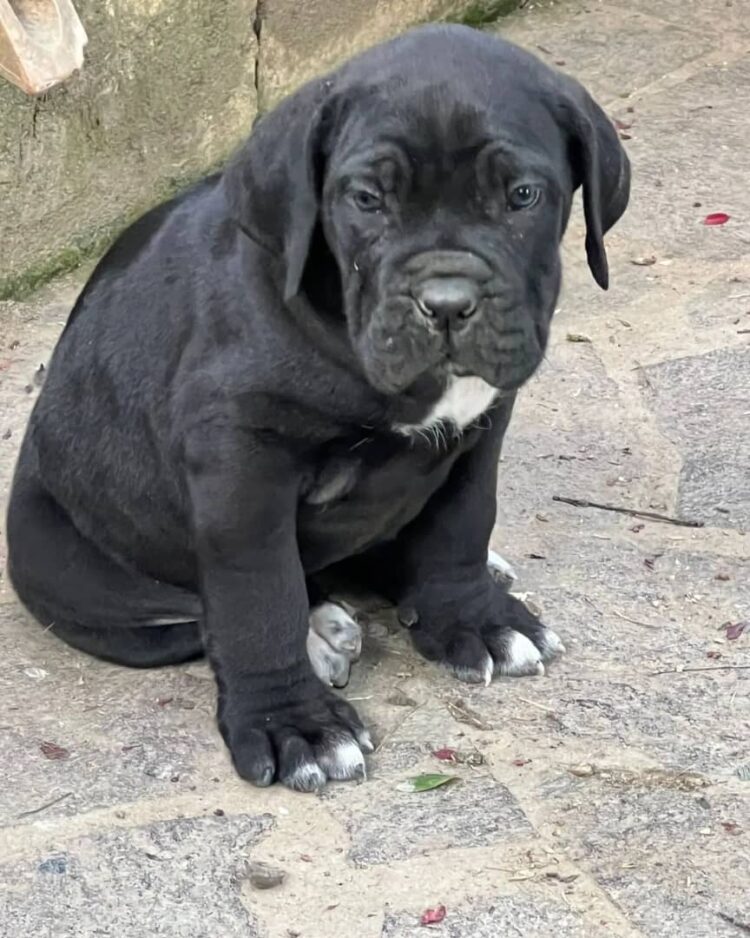 cane corso food forums