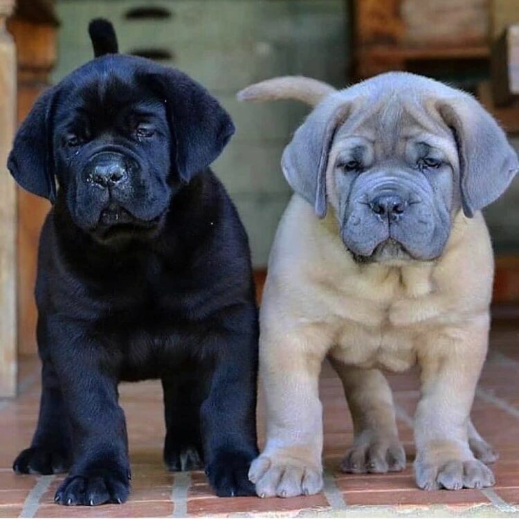 cane corso breed info