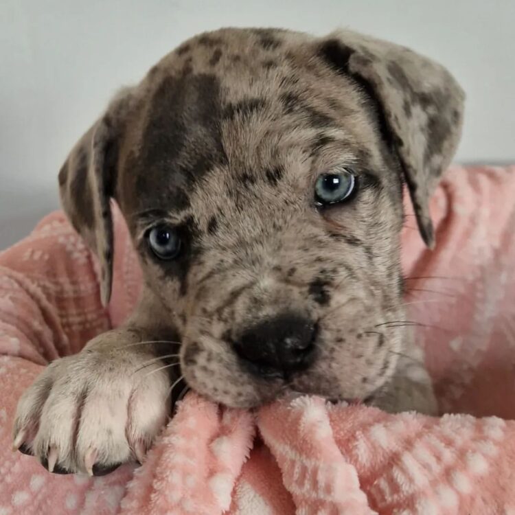 cane corso breed dog