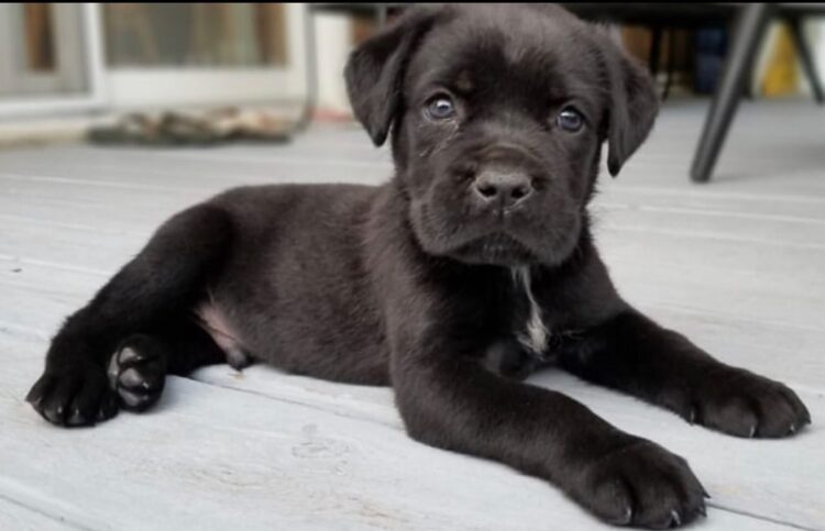 cane corso breed standard