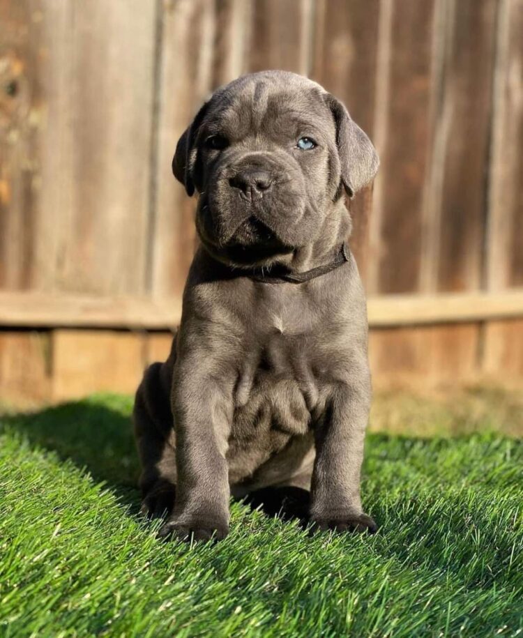 best cane corso breeders in canada