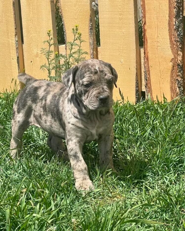 XxI cane Corso puppies for sale