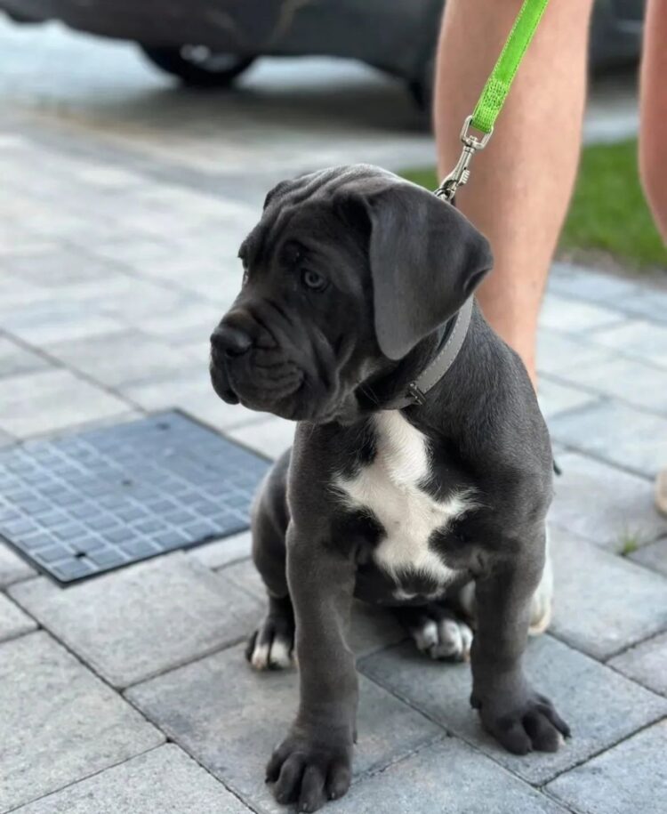 free cane Corso puppies near me