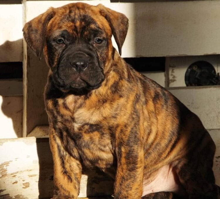 what breed does cane corso come from