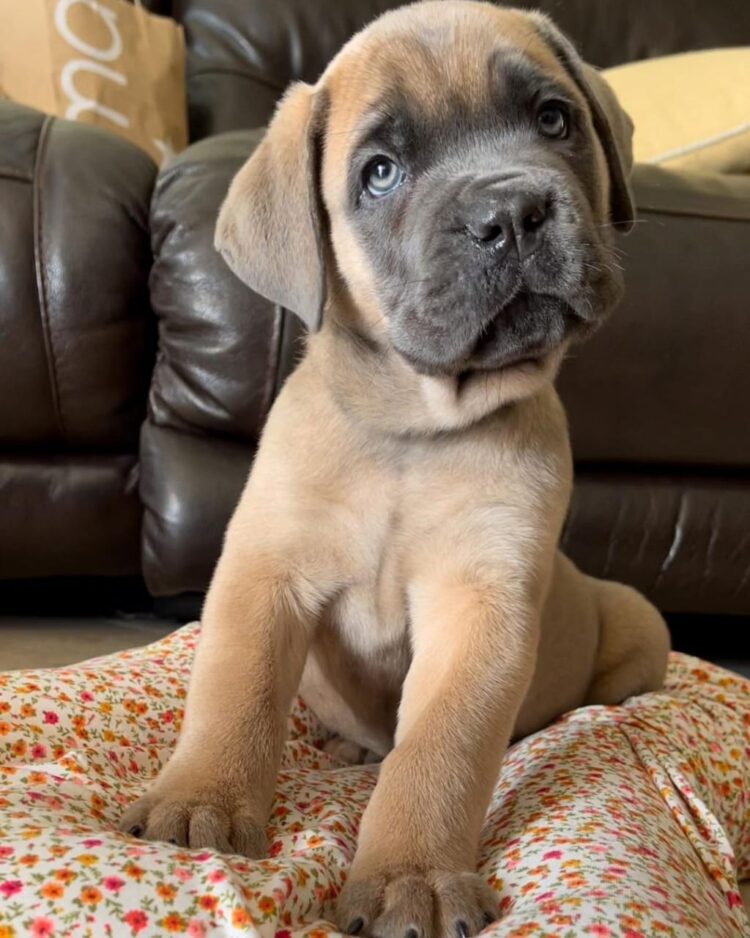 small cane corso breed