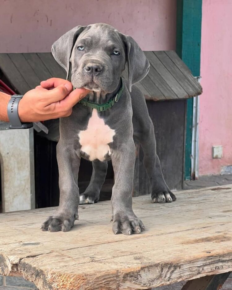 cane corso breed with pitbull