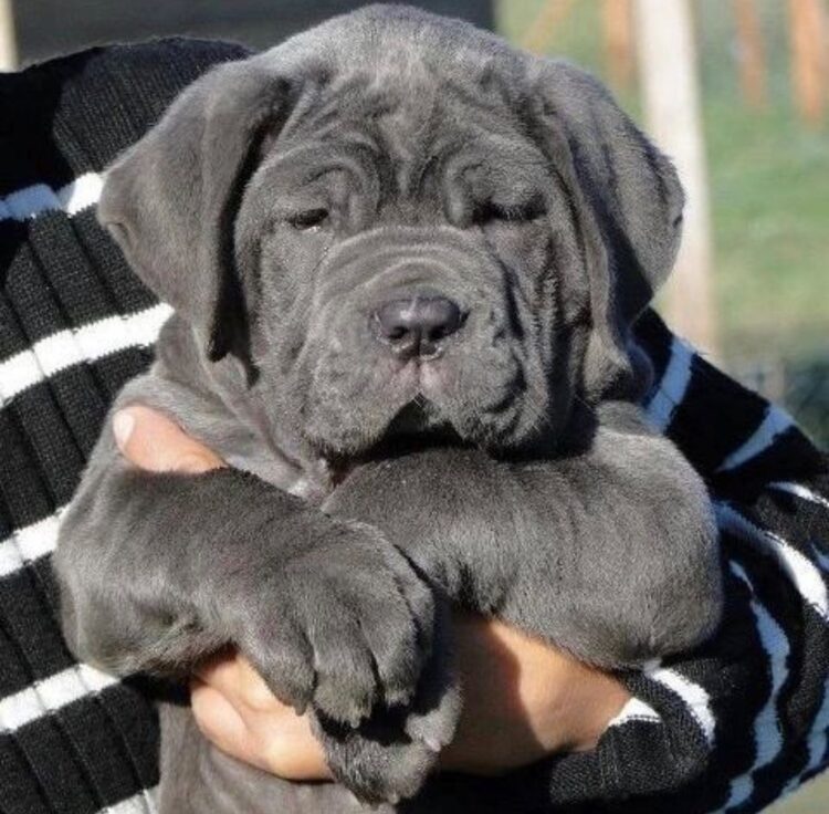 xl bully cross cane corso breed