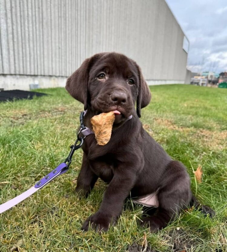 cane corso breed characteristics