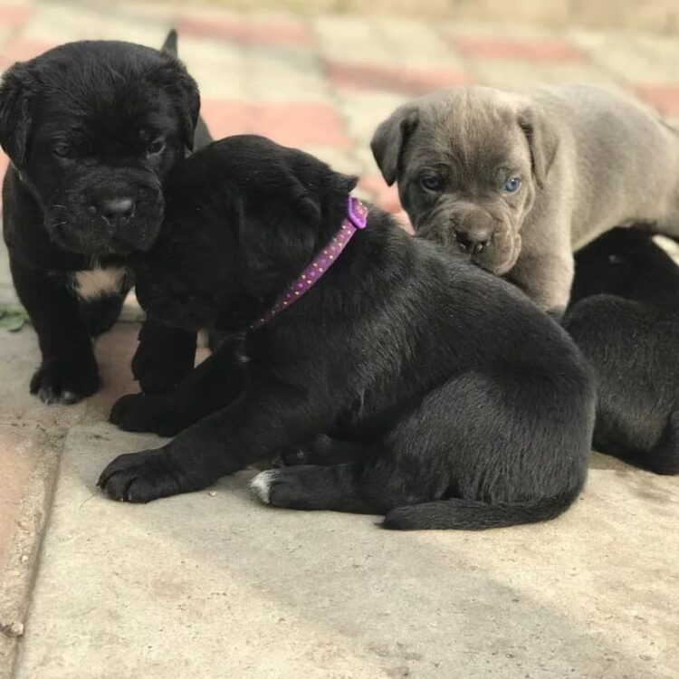 midnight cane corso usa mercer pa